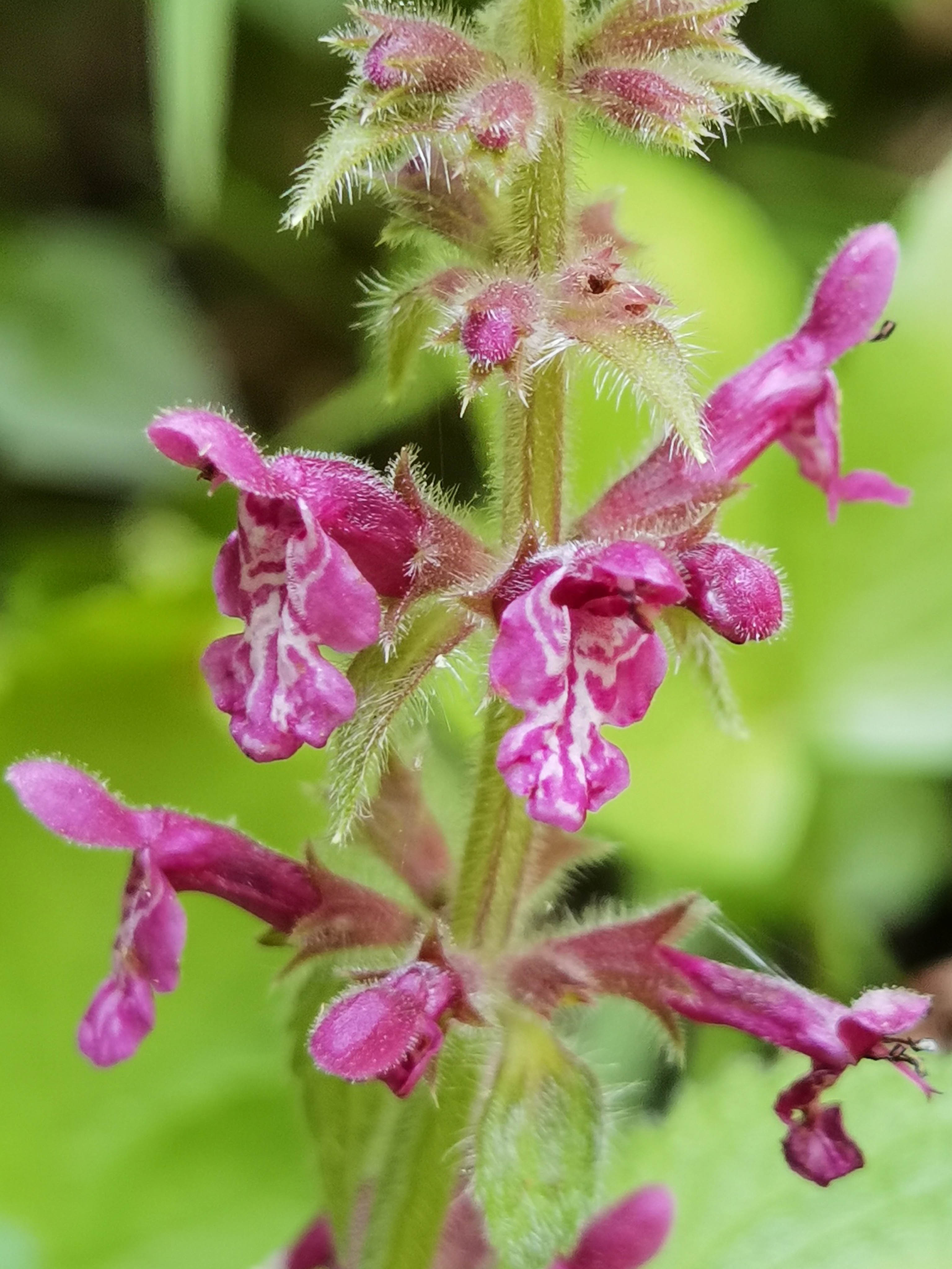 Stachys sylvatica